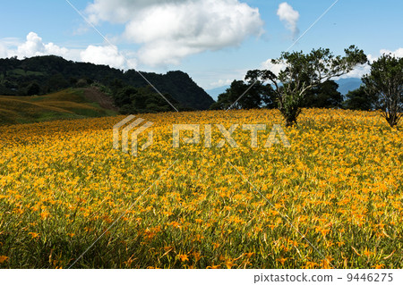 Field of tiger lily Field of tiger lily 9446275