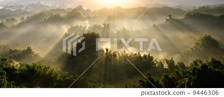 Forest morning Forest morning 9446306