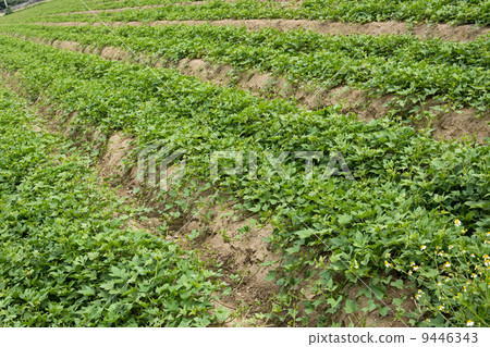 Cultivated land Cultivated land 9446343