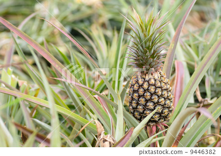 Pineapple farm 9446382