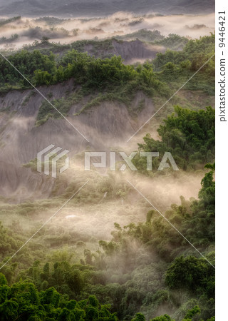 Green forest with mist 9446421