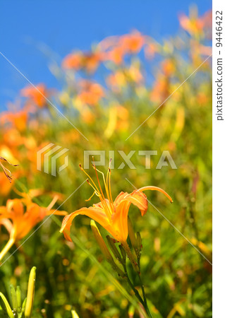 Tiger lily(Daylily) flower 9446422