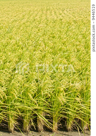 Golden paddy rice farm 9446519