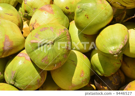 Coconuts Coconuts 9446527
