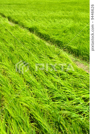 Rice farm in country Rice farm in country 9446626