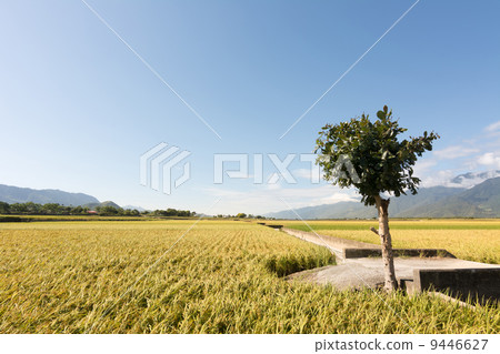 golden paddy rice farm golden paddy rice farm 9446627