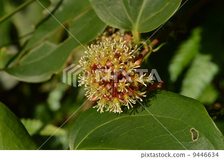 Satsuma Sankirai 9446634