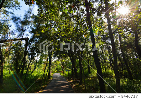 Taitung Forest Park 9446737