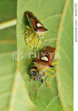 Esaki Monster Bamboo shoot protecting eggs and larvae Esaki Monster Bamboo shoot protecting eggs and larvae 9446750