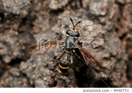 Bee Modki Hanaab 9446751