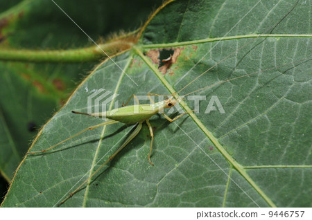 Easy (female) 9446757