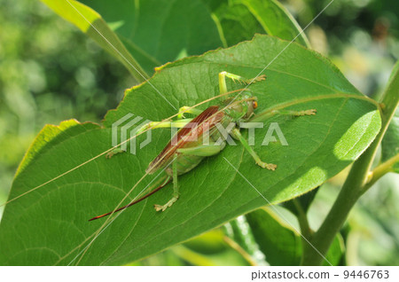 Korogisu (female) Korogisu (female) 9446763