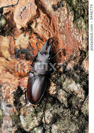 Saw Palmetto (male) 9446774