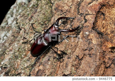 Saw Palmetto (male) 9446775