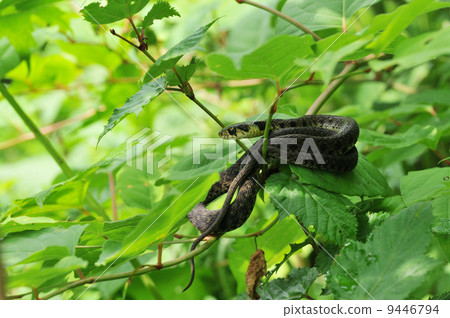 Yamakagashi (young heron) Yamakagashi (young heron) 9446794