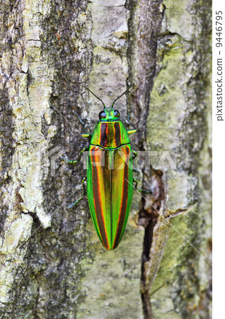 Yamato Tamamushi 9446795