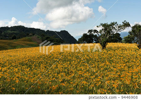 Field of tiger lily 9446908