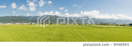 Rural scenery 9446943