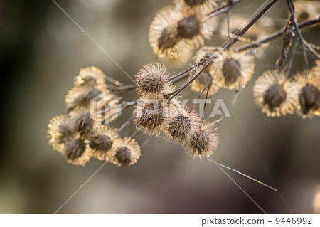 Arctium burdock lappa bur dry noodle the web at the dawn of spri 9446992
