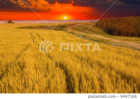 Wheat field sky landscape summer nature sunset tree farm sun Wheat field sky landscape summer nature sunset tree farm sun 9447166