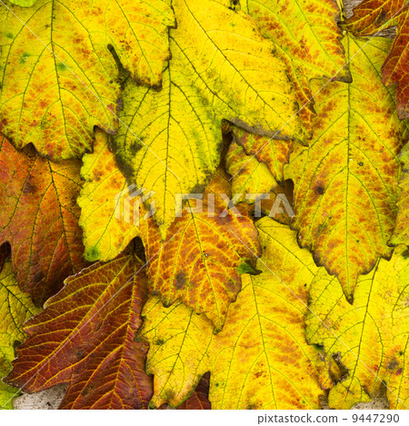 texture of autumn leaves of the tree viburnum texture of autumn leaves of the tree viburnum 9447290