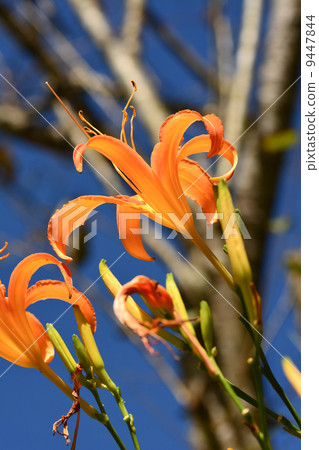 Tiger lily 9447844