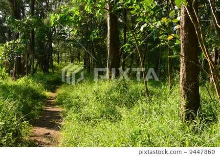 Taitung Forest Park Taitung Forest Park 9447860