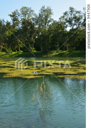Pipa lake 9447906