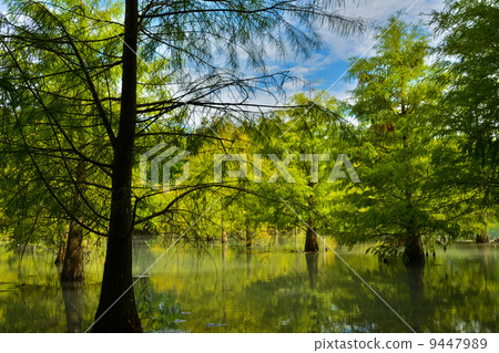 Forest at Hualien 9447989