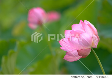 beautiful lotus beautiful lotus 9448000