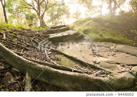 Forest pathway with stairs Forest pathway with stairs 9448002