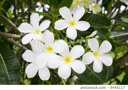 white Tropical Flower 9448117