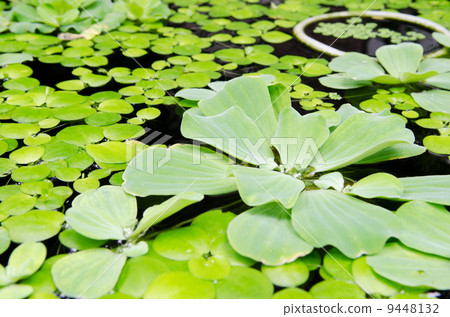 water lettuce and Lotus leaf water lettuce and Lotus leaf 9448132