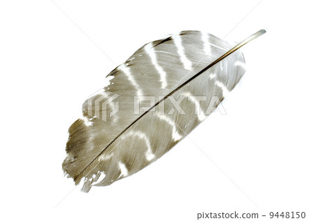 Feather with white isolate background 9448150