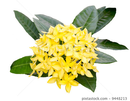 Jungle geranium (Ixora coccinea). Close-up. yellow color. 9448213