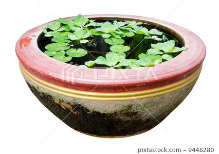 Water lettuce with Lotus leaf on water . Water lettuce with Lotus leaf on water . 9448280