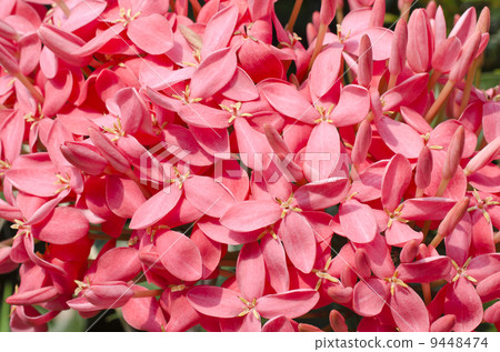 Jungle geranium (Ixora coccinea). Close-up. pink color. 9448474