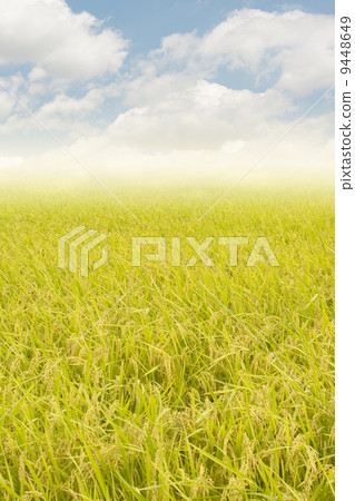 Golden rural scenery 9448649