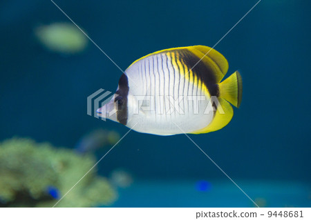 False fly butterfly 9448681