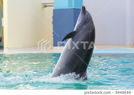 Dolphin show of Suma Ocean Aquarium 9448689