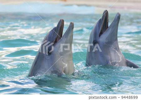 Dolphin show of Suma Ocean Aquarium 9448699