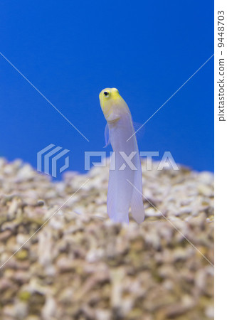 Yellow Head Jawfish 9448703