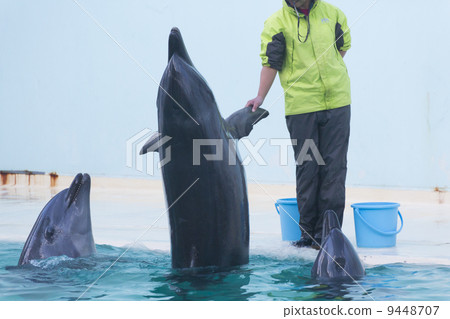 Suma海洋水族館海豚表演 9448707