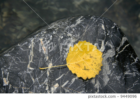 Yellow Leaf Yellow Leaf 9449096
