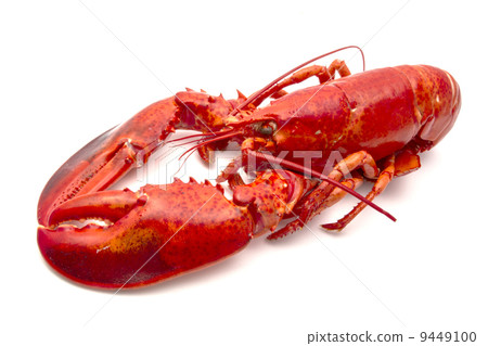 Lobster 9449100