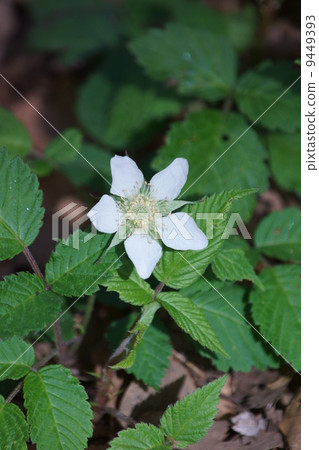 它是草莓草莓草莓的伴侶。 9449393