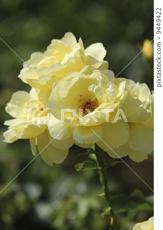 Yellow roses Yellow roses 9449422