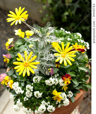 種植春天的花朵，朱利葉斯黛西和中提琴 9449783