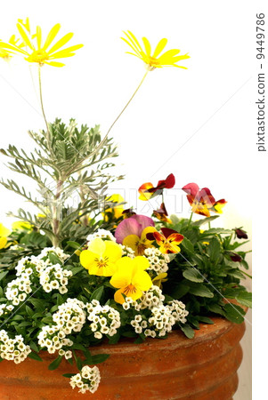 Planting spring flowers 9449786