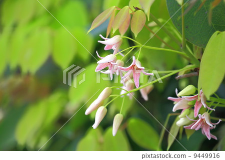 Mube flowers 9449916